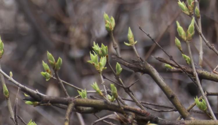 Ожидается переменная облачность