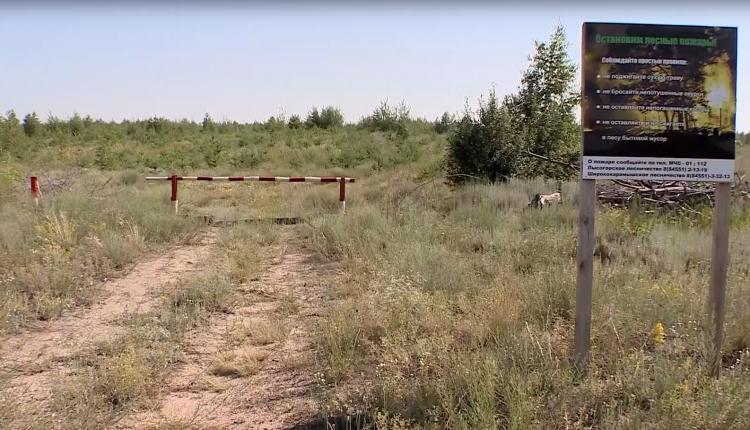 Такую статистику приводит Рослесхоз